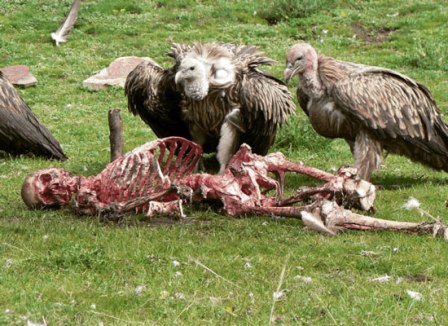 Ngeri! Turis Habis Dimakan Burung Nasar Dalam 40 Menit