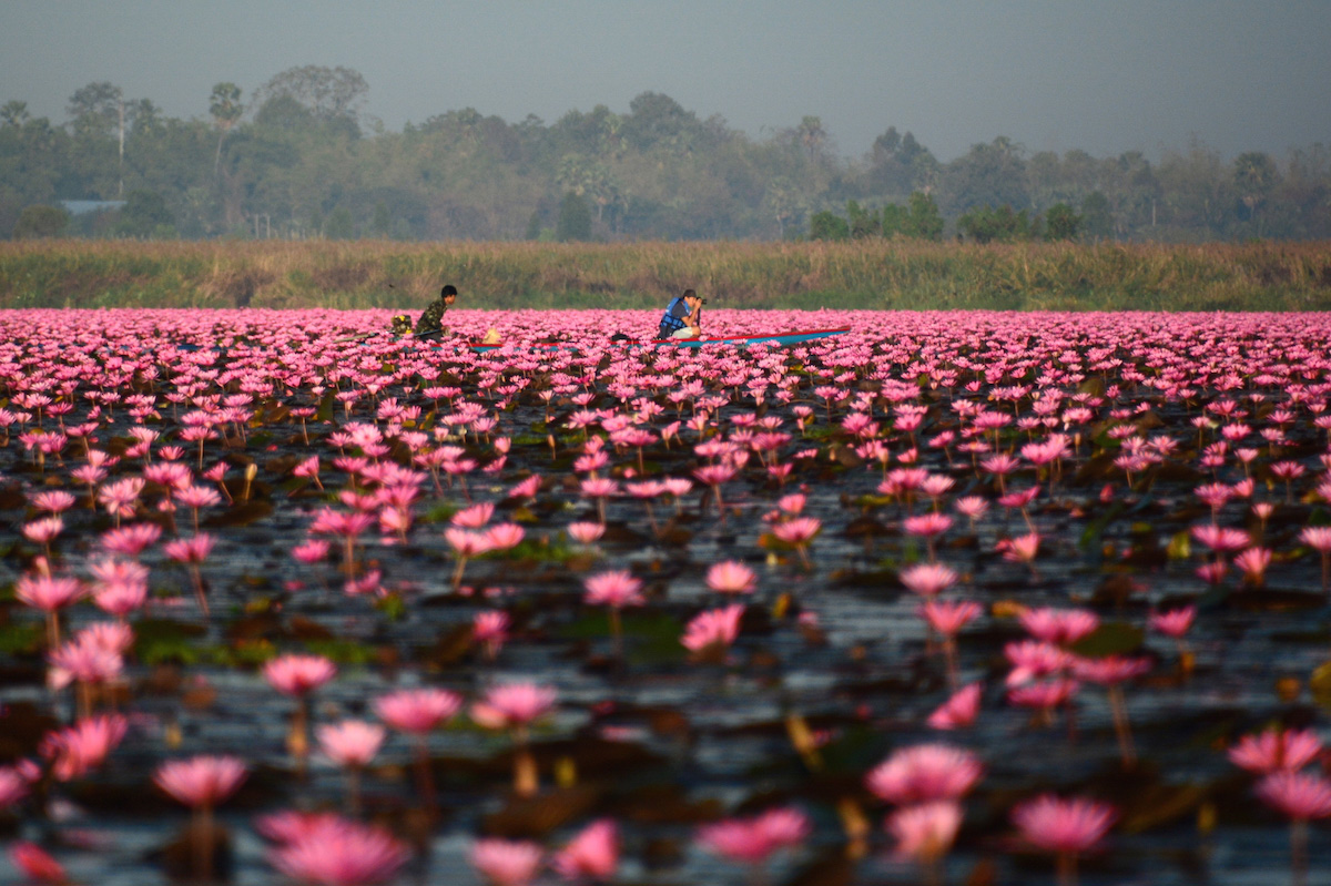 Melihat Indahnya Hamparan Warna Pink di Red Lotus Lake, Thailand