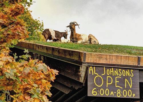 &#91;MUST SEE&#93; Restoran Unik, Atap nya Ditempatin Sama Kambing :D