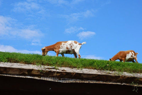 &#91;MUST SEE&#93; Restoran Unik, Atap nya Ditempatin Sama Kambing :D