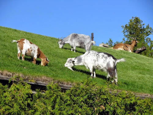 &#91;MUST SEE&#93; Restoran Unik, Atap nya Ditempatin Sama Kambing :D