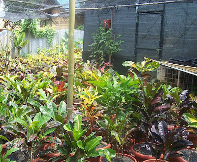 flora-puring-lovers-here