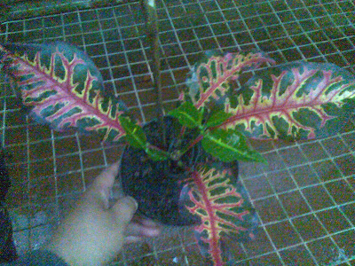 flora-puring-lovers-here