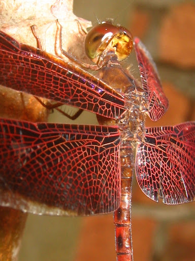 nongkrong-bareng-macro-micro-photography