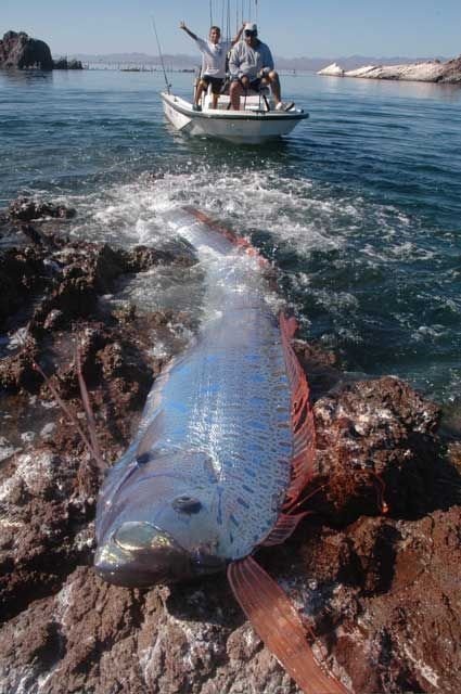 Oarfish : Ikan Terpanjang yang Sering Dikira Ular