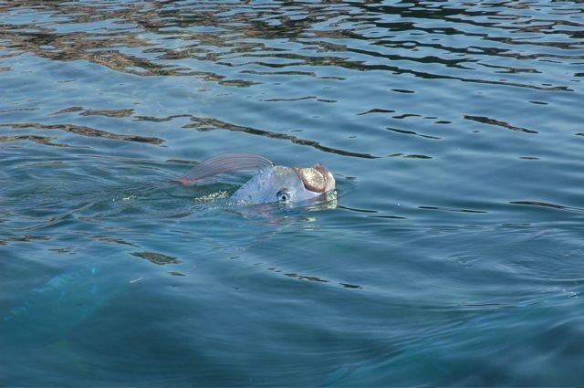 Oarfish : Ikan Terpanjang yang Sering Dikira Ular