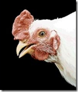 Tipe Tipe Jengger Ayam