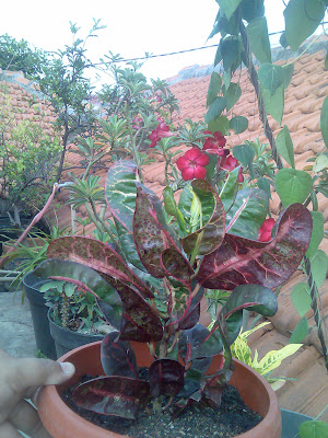 flora-puring-lovers-here