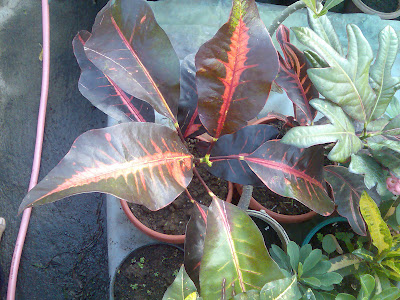 flora-puring-lovers-here