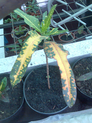 flora-puring-lovers-here