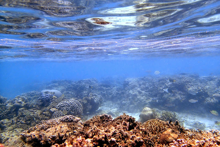 Trip Report : Memanjakan Mata Di Bawah Laut Pulau Tunda. Full Picture!