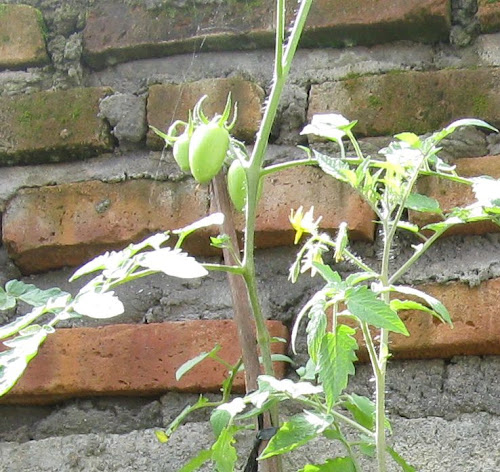 vegetable-lovers---official-thread---part-2