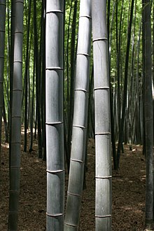 bambu-dan-metafora-permasalahan-umat-manusia
