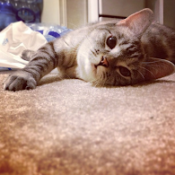 kucing narsis &#91;+PIC&#93;
