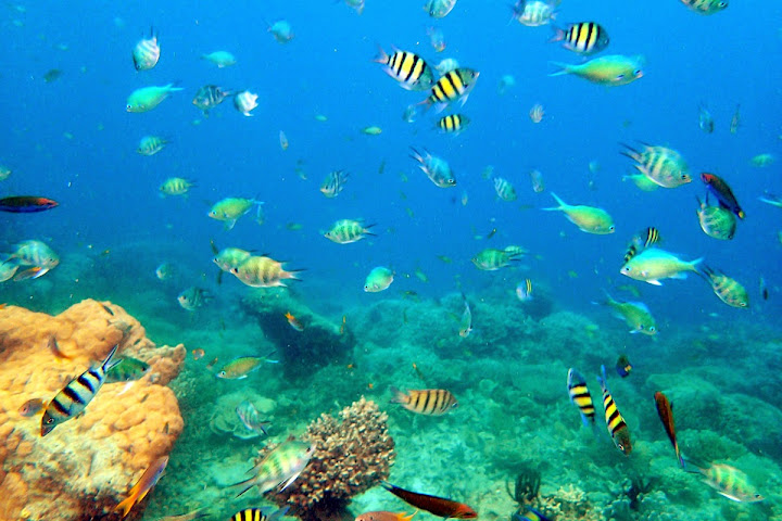 Trip Report : Rame-Rame ke Pulau Harapan, Kep. Seribu. Full Picture!