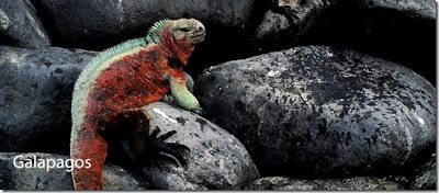 GALAPAGOS ! Salah satu situs warisan dunia !