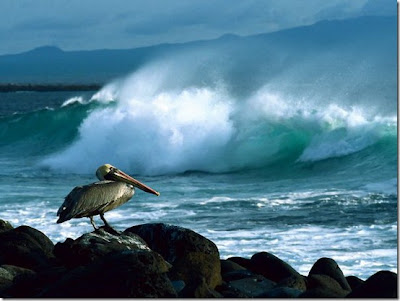 GALAPAGOS ! Salah satu situs warisan dunia !