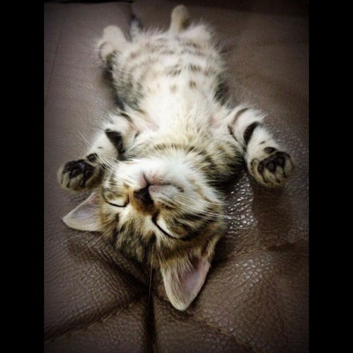 kucing narsis &#91;+PIC&#93;