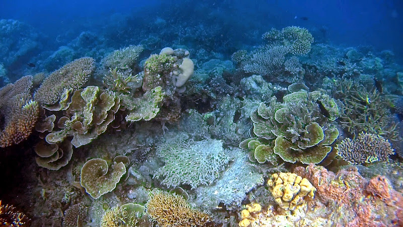Trip Report : Rame-Rame ke Pulau Harapan, Kep. Seribu. Full Picture!