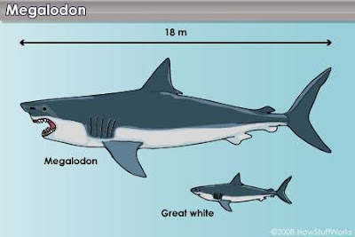 10-jenis-hiu-terbesar-di-dunia-full-pict