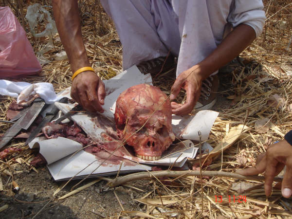 Foto Pengolahan Daging Manusia Menjadi Makanan (18+)