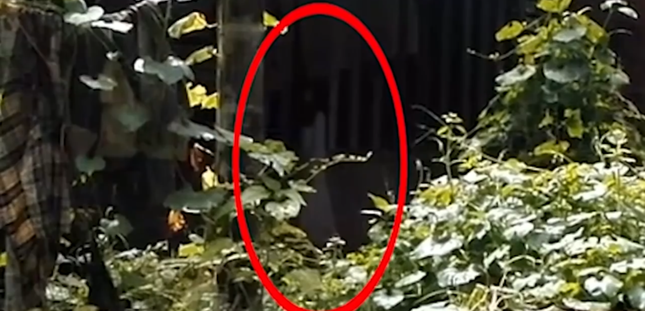 FOTO + VIDEO 10 PENAMPAKAN HANTU PALING JELAS PART 1