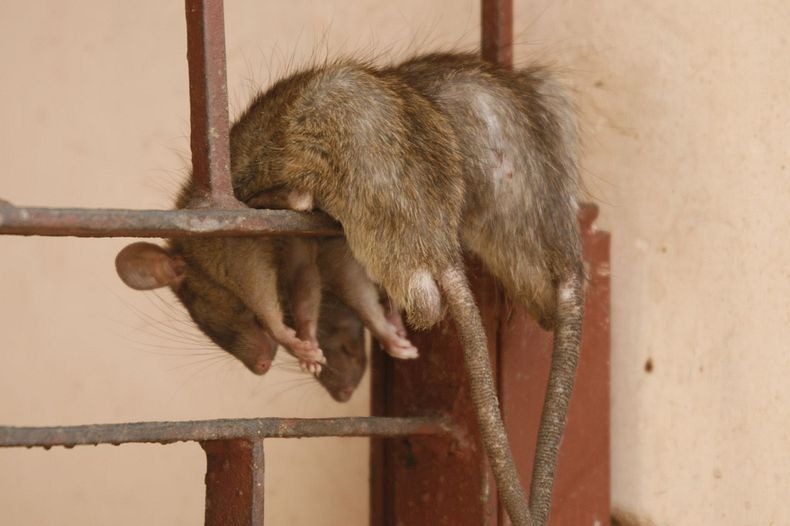 Uniknya &quot;KARNI MATA&quot; Kuil Tikus di India