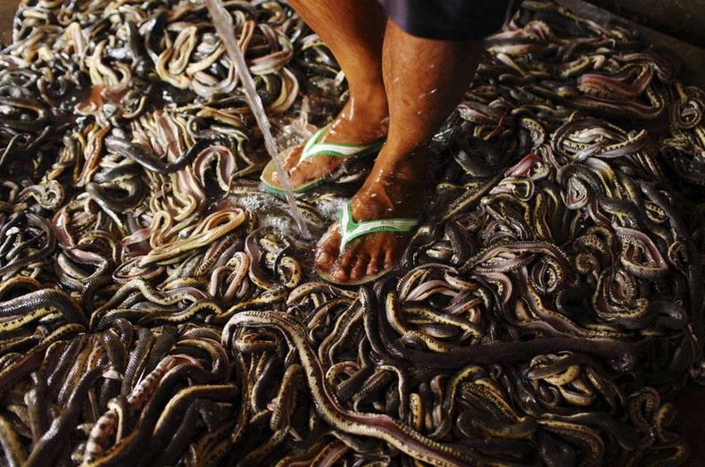 PABRIK KULIT ULAR DI INDONESIA (JAWA BARAT) &#91;+PIC&#93; (SUMBER : WEBSITE LUAR NEGRI)