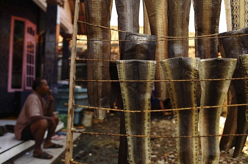PABRIK KULIT ULAR DI INDONESIA (JAWA BARAT) &#91;+PIC&#93; (SUMBER : WEBSITE LUAR NEGRI)