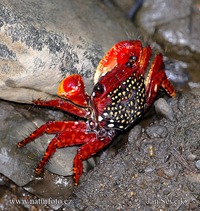 Kepiting Uca (Fiddler Crab) Yang Unik Dan Menawan