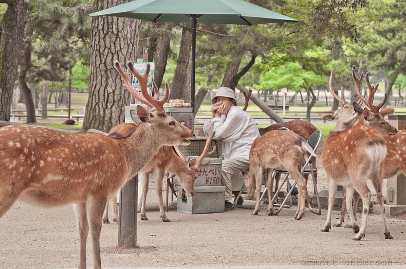 Menjelajahi Kota Nara di Jepang, Kota yang Dipenuhi Oleh Rusa