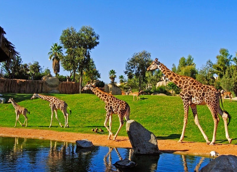 Bioparc Valencia: Kebun Binatang Dengan Nuansa Alam yang Kental