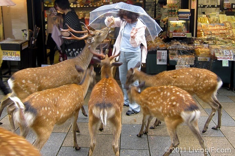 Menjelajahi Kota Nara di Jepang, Kota yang Dipenuhi Oleh Rusa