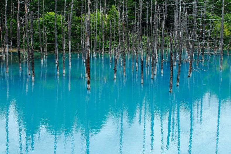 Misteri dan Keindahan 7 Hutan yang Tenggelam