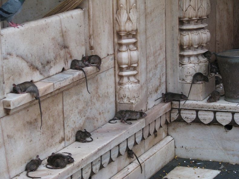 Uniknya &quot;KARNI MATA&quot; Kuil Tikus di India