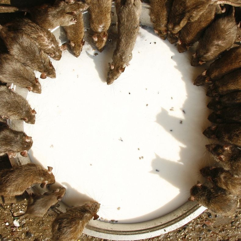 Uniknya &quot;KARNI MATA&quot; Kuil Tikus di India
