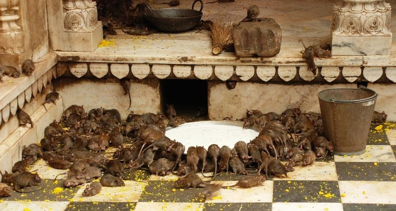 Uniknya "KARNI MATA" Kuil Tikus di India