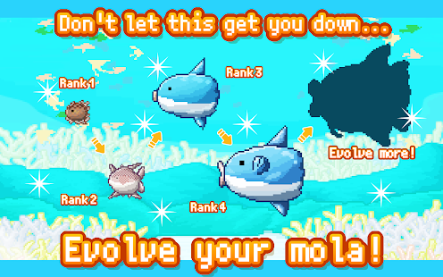 Mola Mola itu ikan apa sih? tambah ilmu sebentar yuk!