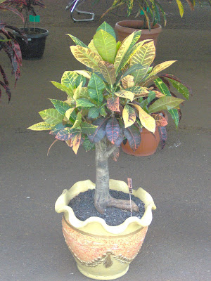 flora-puring-lovers-here