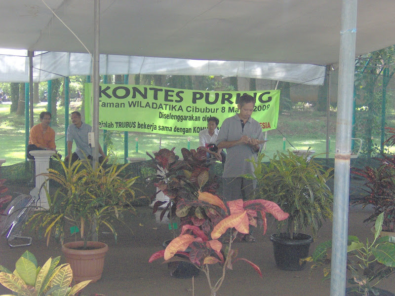 flora-puring-lovers-here