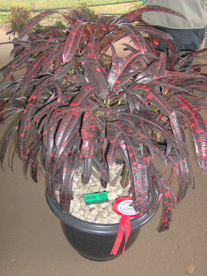 flora-puring-lovers-here