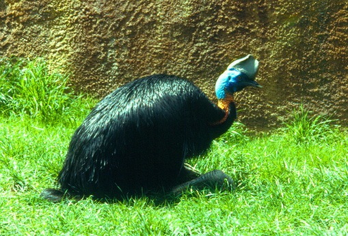 Burung-Burung Paling Mematikan Di Dunia