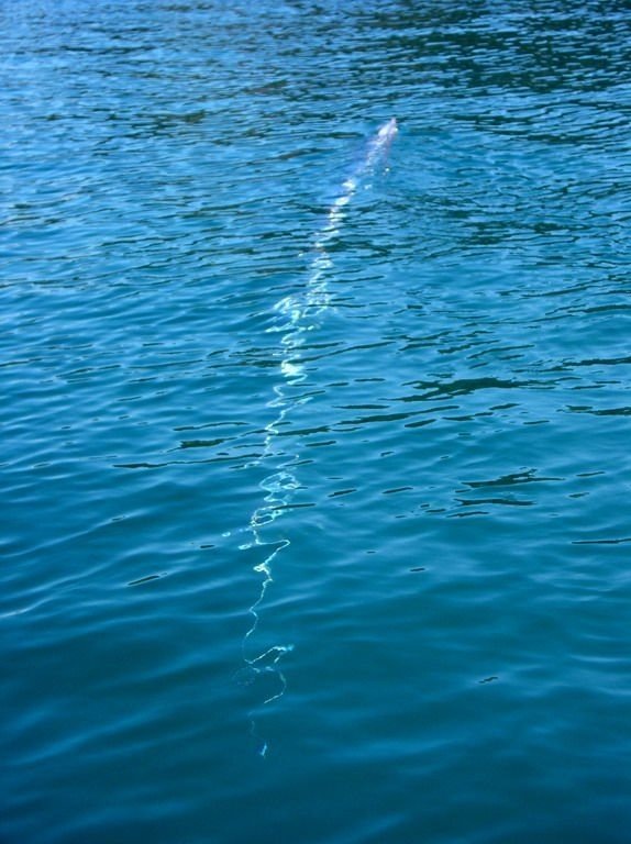 Oarfish : Ikan Terpanjang yang Sering Dikira Ular