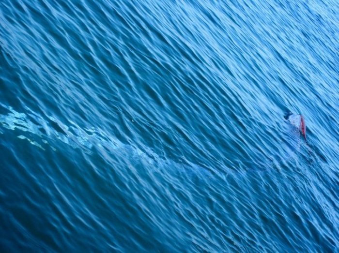 Oarfish : Ikan Terpanjang yang Sering Dikira Ular