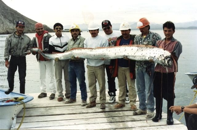 Oarfish : Ikan Terpanjang yang Sering Dikira Ular
