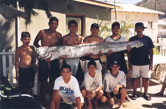 Oarfish : Ikan Terpanjang yang Sering Dikira Ular