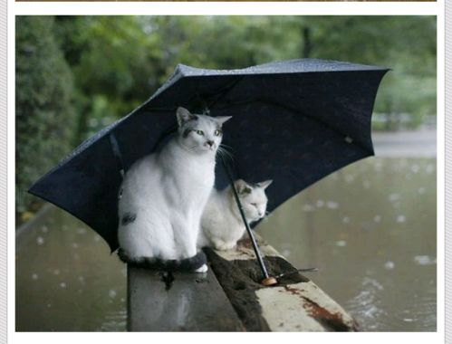 Tak Selamanya Banjir Itu Kelabu