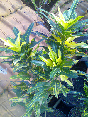 flora-puring-lovers-here