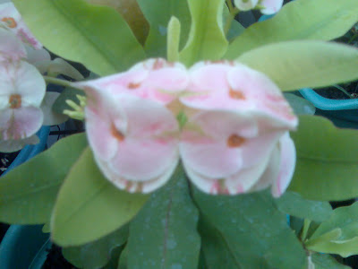 share-all-about-euphorbia-nich