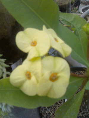 share-all-about-euphorbia-nich